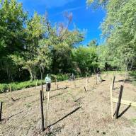 1000 facsemetét ültettek a Prímás-szigeten – egy vörös mókus is új otthonra talált