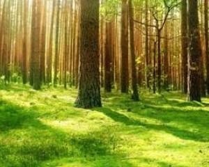 Az Erdők Nemzetközi Napja: Egy ajándék, amit ma csomagolunk be