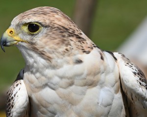 Tovább nőtt a fokozottan védett kerecsensólyom hazai költőállománya