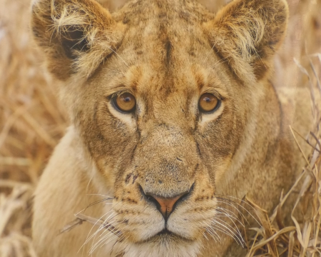 Gyetven Melinda fotókiállítása a Párkányi Városi Múzeumban