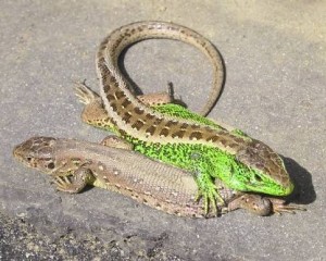 Nem is olyan fürge, de a miénk: 2026-ban a fürge gyík az év hüllője!